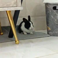 خرگوش بازیگوش