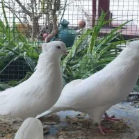 کبوترچشم سفید اراکی‌و زینتی عربی نوک ریز نر