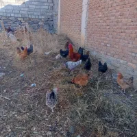 فروش یه گله مرغ وخروس داشتی|حیوانات مزرعه|بانه, |دیوار