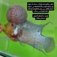 ماهی فلاور تایلندی|ماهی|شاهرود, |دیوار