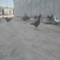 مرغ وخروس لاری و محلی