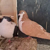 کبوتر جفتکاه