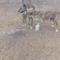 سگه گله به شرط دهن پاکی|سگ|تربت جام, میان جام|دیوار