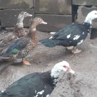 اردک|حیوانات مزرعه|رشت, آب آسیاب|دیوار