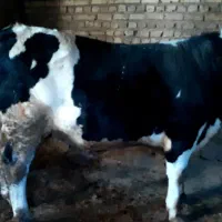 گوساله سیمنتال نر