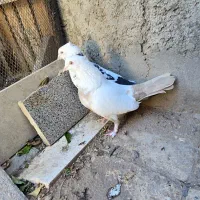 کفتر|پرنده|بافق, |دیوار