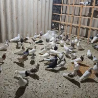 ۸۰عدد کفتر عتیقه،فروش فقط بصورت یکجایی|پرنده|شاهدشهر, |دیوار