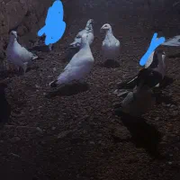 کفتر کبوتر معاوضی