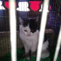 واگذاری رایگان|گربه|شیراز, شهرک مفتح|دیوار