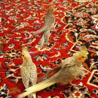 عروس هلندی