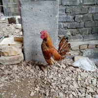 مرغ و خروس مینیاتوری