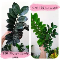 گل پتوس زامفولیا سانسوریا حسن یوسف یخ فیلندرون سنگ|گل و گیاه طبیعی|مشهد, بهمن|دیوار