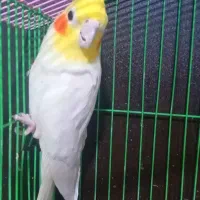 دو عدد عروس هلندی|پرنده|بهشهر, |دیوار