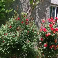 اجاره-ویلا-کوتاه-مدت