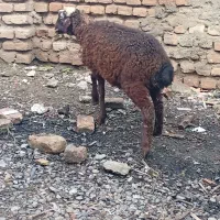 بره نر سالم خوش خوراک|حیوانات مزرعه|گرگان, |دیوار