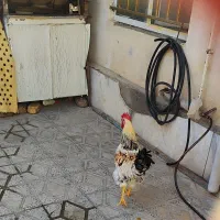 فروش خروس چاق وچله جوان