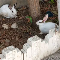 یک جفت خرگوش