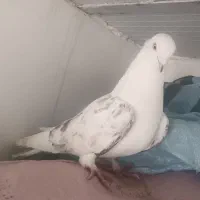 کبوتره پشدار نر