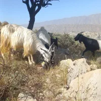 بز د۱شتی