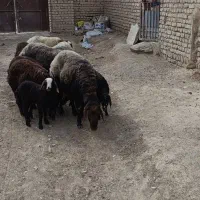 قوچ