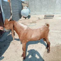 پازن|حیوانات مزرعه|شنبه و طسوج, |دیوار