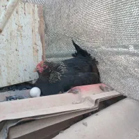 تخم مرغ نطفه دار|حیوانات مزرعه|قرچک, صالح آباد|دیوار