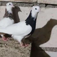 کفتر طوقی|پرنده|اردکان, |دیوار