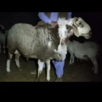 قوچ|حیوانات مزرعه|خاش, |دیوار