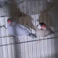 فنچ نرگسی مولد|پرنده|تهران, نگین غرب|دیوار