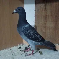جوجه