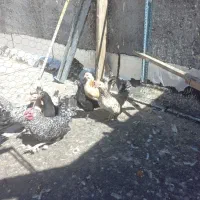 ۱۱عددمرغ وخروس جوان
