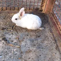 فروش خرگوش|موش و خرگوش|دوگنبدان, |دیوار