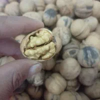 گردو  ارگانیک محصول باغات صغاد