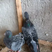 کبوتربغدادی ومسافتی|پرنده|ساری, |دیوار