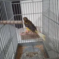 قناری نر و سهره قناری دهن دار|پرنده|تهران, مجیدآباد|دیوار