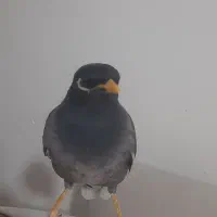 مرغ میناسخنگو  حلقه پا