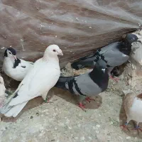 چند عدد کبوتر