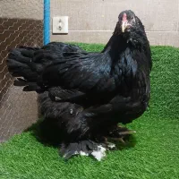 مرغ و خروس برهما تخمگذار اصیل و لاری|حیوانات مزرعه|پیشوا, |دیوار