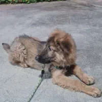 واگذاری توله سگ ژرمن ژپرد