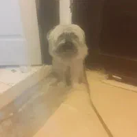 واگذاری سگ|سگ|هشتگرد, فاز ۳ مهستان|دیوار