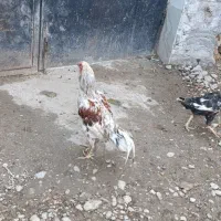 فروش مرغ خروس لاری طوس مرغ چیل