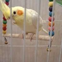 عروس هلندی ۵ماهه همراه قفس