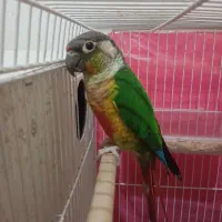 یک جفت گرینچیک مولد سرحال|پرنده|رضویه, |دیوار