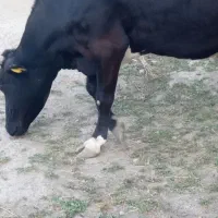 گاو ماده سه شکم چاق