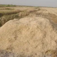 کاه