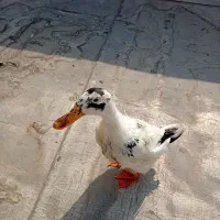 اوردک ۶ماه