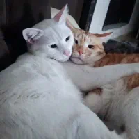 دو عدد گربه جهت واگذاری