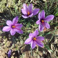 کارگر  برای چیدن گل زعفران