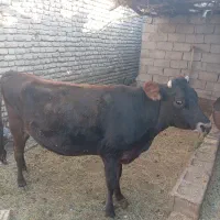 گاو|حیوانات مزرعه|نرماشیر, |دیوار