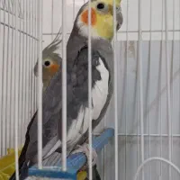عروس هلندی سیامون